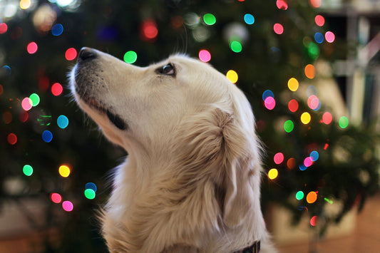 Bark the Halls: Celebrating the Holidays with Your Furry Friend